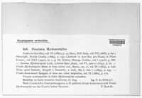 Puccinia hydrocotyles image